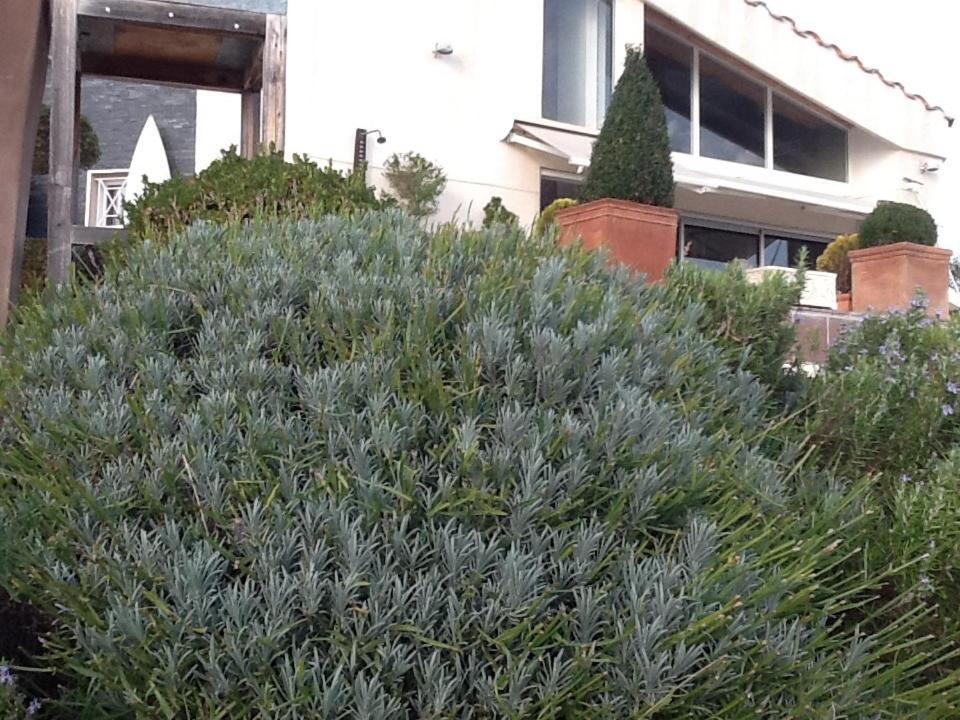 La Villa Blanche Marsilya Oda fotoğraf